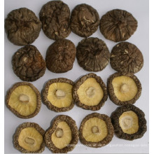 Shiitake-Pilze Black Veriety Shiitake